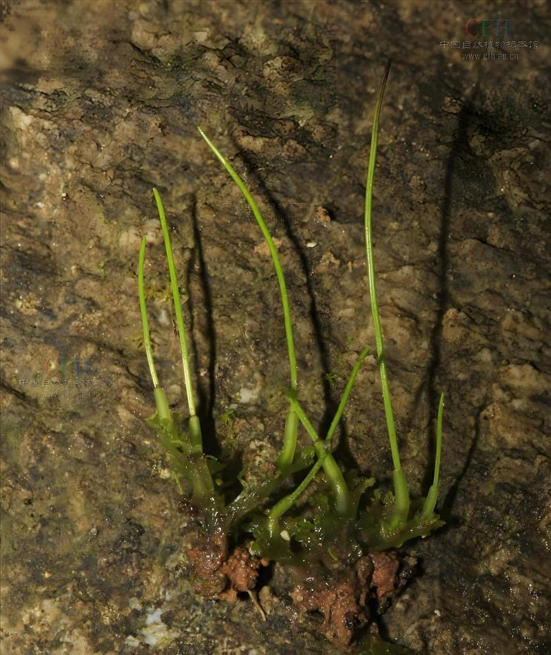 青苔是藻类植物吗？（探究青苔的分类归属及特点）-第1张图片-绿意生活