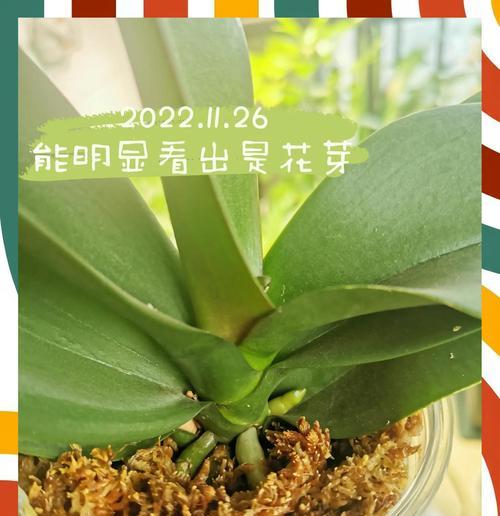 蝴蝶兰开花后的盆栽技巧（蝴蝶兰盆栽换盆技巧及注意事项）-第3张图片-绿意生活