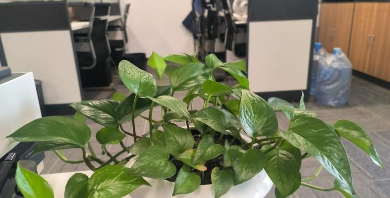 水培蔬菜的养气根技巧（掌握养气根技巧，打造健康水培蔬菜）-第1张图片-绿意生活