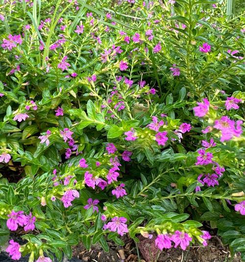 雪茄花养护指南（打造美丽庭院的秘密武器）-第2张图片-绿意生活