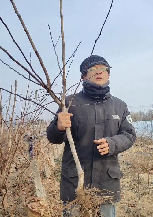 插枝能否让山楂树存活？——探究山楂树插枝生长情况（山楂树插枝实践）-第3张图片-绿意生活