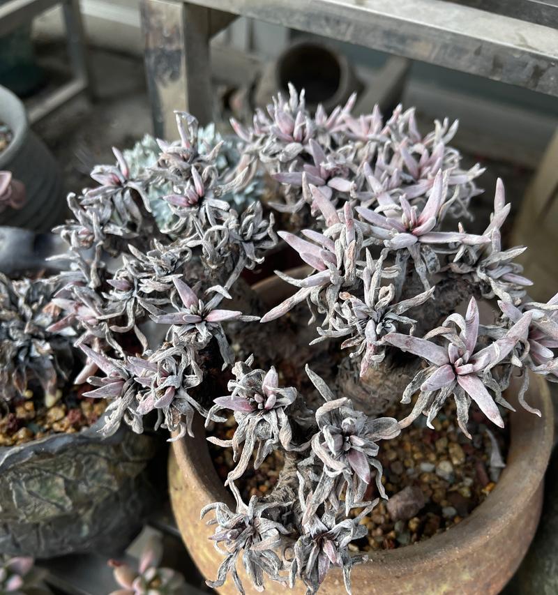 多肉植物叶子脱落原因及解决方法（遇到多肉植物叶子掉落时，你需要做的是...）-第2张图片-绿意生活