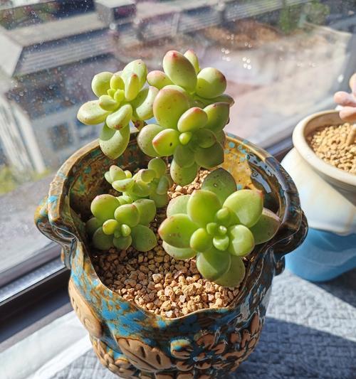 多肉植物叶子脱落原因及解决方法（遇到多肉植物叶子掉落时，你需要做的是...）-第3张图片-绿意生活