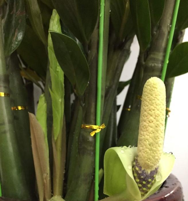 如何让金钱树开花？（关于金钱树开花的技巧和注意事项）-第3张图片-绿意生活