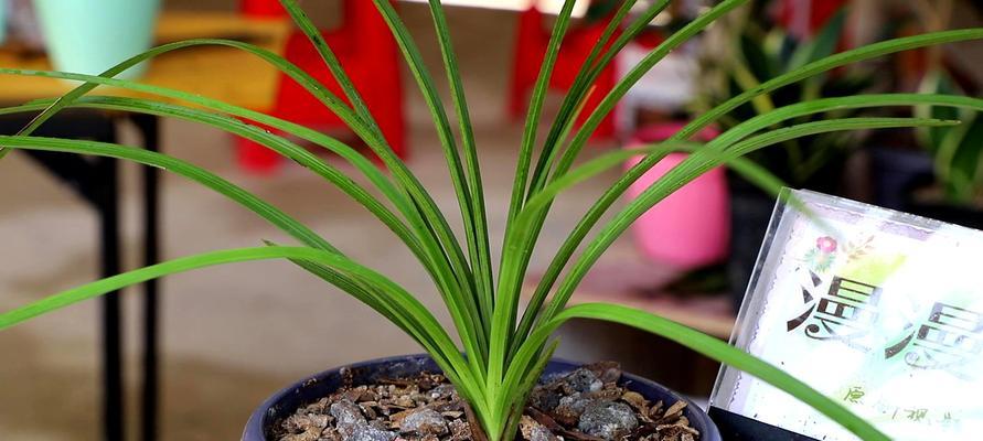 竹节兰花的养护技巧（打造美丽的竹节兰花园，）-第1张图片-绿意生活
