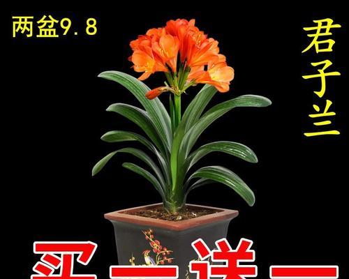 君子兰开花的技巧与方法（养护、施肥、浇水、适光、疾病防治等全方位指南）-第3张图片-绿意生活