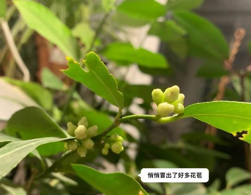 柠檬树花期与开花时间详解（从生长环境到开花条件全面解析）-第2张图片-绿意生活