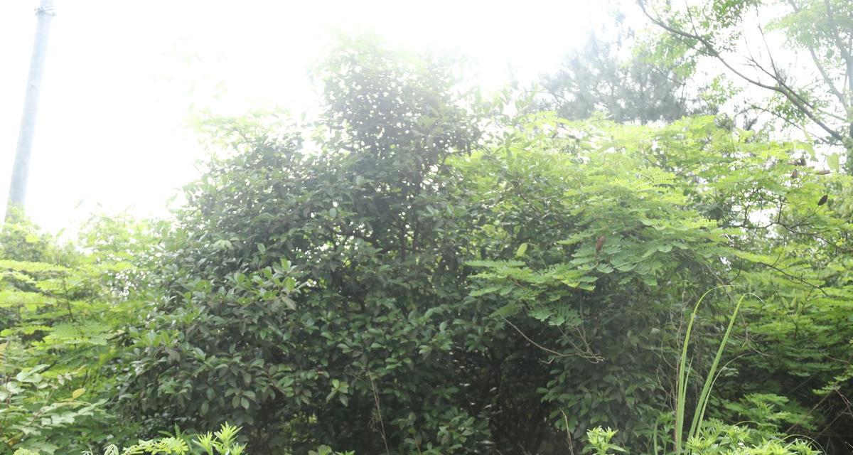 探秘棘树的生态与特性（一种独特的灌木科木本植物）-第3张图片-绿意生活