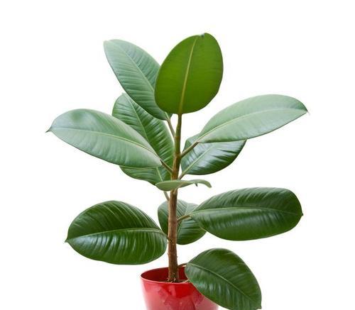 橡皮树花的养殖与护理技巧（从选种到养护，掌握这些关键点，让橡皮树花健康茁壮成长）-第1张图片-绿意生活