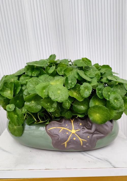 金钱草的养殖与繁殖技巧（探寻金钱草的种植秘密，助你成功养殖）-第2张图片-绿意生活