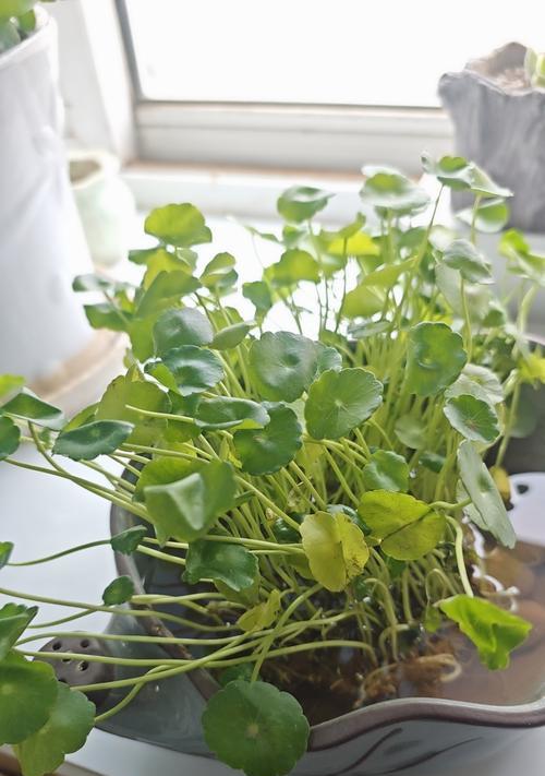 金钱草的养殖与繁殖技巧（探寻金钱草的种植秘密，助你成功养殖）-第3张图片-绿意生活