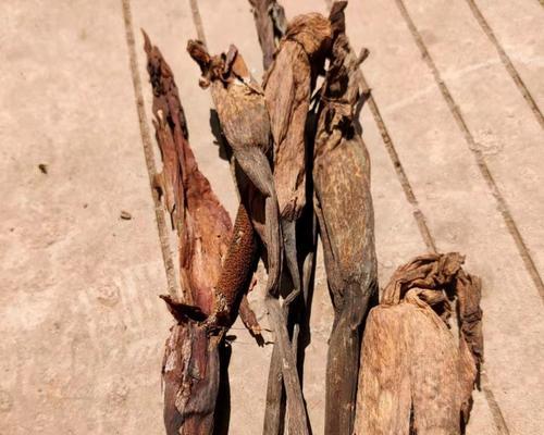 如何保存以晒干的干花？（保存干花的方法及注意事项）-第1张图片-绿意生活