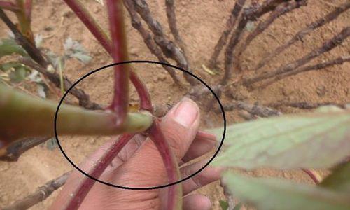 四季牡丹修剪指南（剪枝原则和步骤，保证花期和品质）-第1张图片-绿意生活