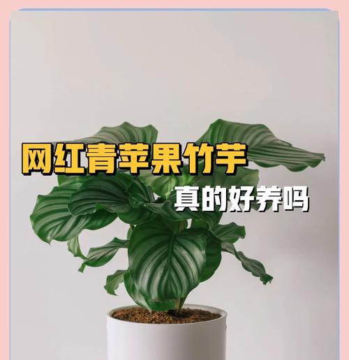 青莲竹芋开花时间及特点-第3张图片-绿意生活
