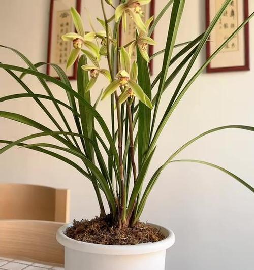 建兰耐寒性能分析（探究建兰的适应温度和生长环境）-第3张图片-绿意生活