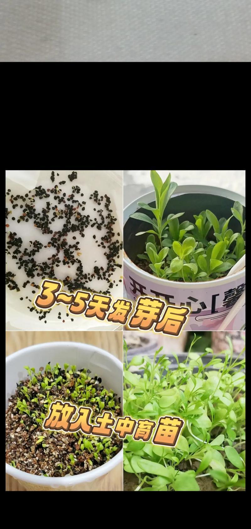 康乃馨的室内养护（打造舒适的花园氛围，康乃馨值得拥有）-第2张图片-绿意生活