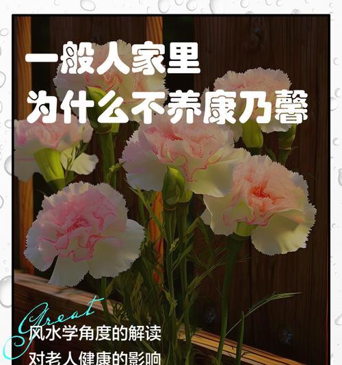 康乃馨的室内养护（打造舒适的花园氛围，康乃馨值得拥有）-第3张图片-绿意生活