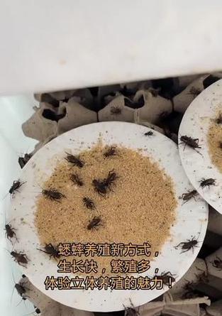 蟋蟀繁殖的技巧与方法（自家养蟋蟀，打造独特的宠物王国）-第3张图片-绿意生活