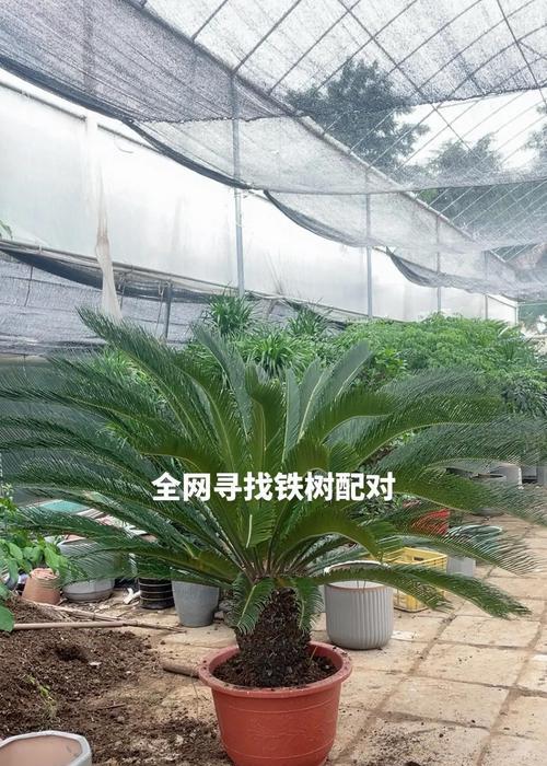 以西铁树怎么养殖？（了解养殖西铁树的关键技巧和注意事项）-第3张图片-绿意生活