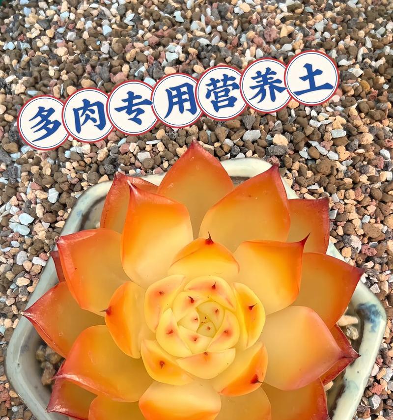多肉室内怎么养大（打造令人惊叹的多肉家园）-第3张图片-绿意生活