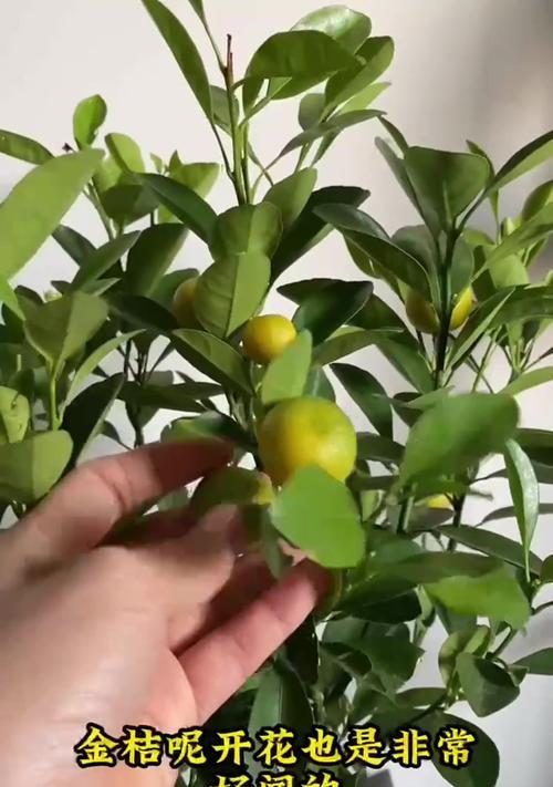 金桔开花的方法与技巧（培育金桔开花的实用技巧和关键因素）-第1张图片-绿意生活