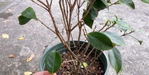 山茶花掉叶的原因及应对方法（揭秘山茶花叶子掉落的背后原因，为您提供有效的护理建议）-第1张图片-绿意生活