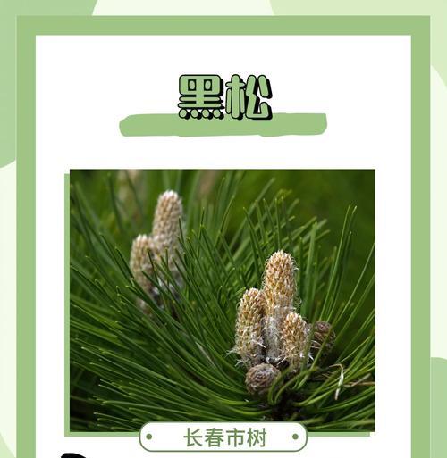 海口市树——椰子树（探秘海南特色树种，了解椰城之美）-第1张图片-绿意生活