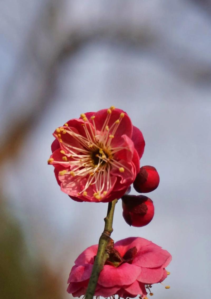 梅花的形态和特征（探秘梅花——美丽的传统文化符号）-第1张图片-绿意生活