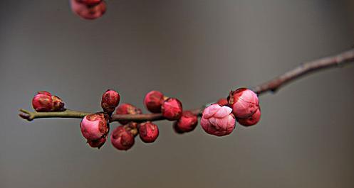 梅花的形态和特征（探秘梅花——美丽的传统文化符号）-第3张图片-绿意生活