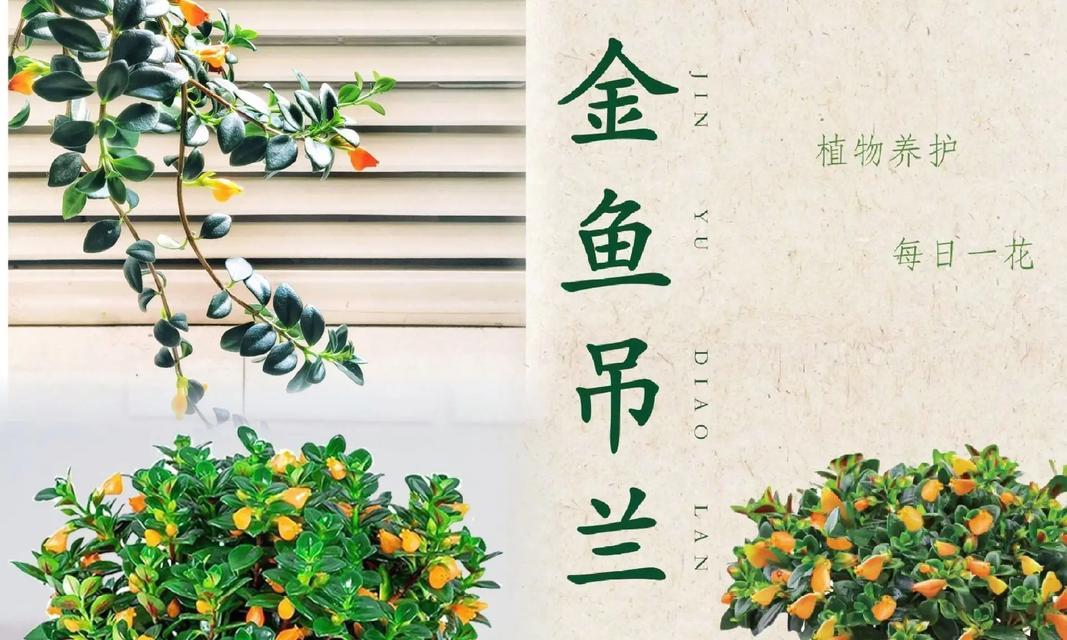 金鱼吊兰花期全面养护指南（如何管理金鱼吊兰花期，让其长势喜人？）-第1张图片-绿意生活