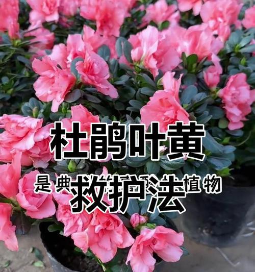 如何拯救枯萎的花朵（用科学方法使花恢复活力）-第1张图片-绿意生活