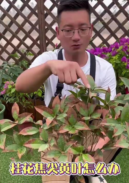 桂花叶子卷了？来了解一下桂花叶卷病的原因与防治方法-第1张图片-绿意生活