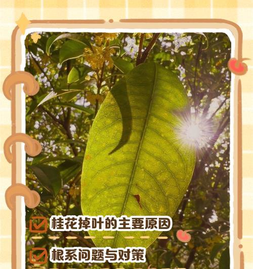 桂花叶子卷了？来了解一下桂花叶卷病的原因与防治方法-第2张图片-绿意生活