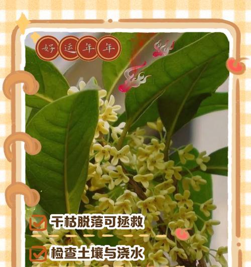 桂花叶子卷了？来了解一下桂花叶卷病的原因与防治方法-第3张图片-绿意生活