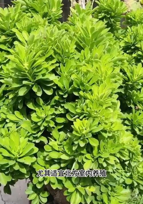 金麒麟（揭开金麒麟的神秘面纱，探索其栽培技巧与养护方法）-第1张图片-绿意生活