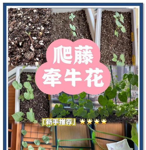 牵牛花种子发芽时间详解（探究牵牛花种子发芽的时间、条件以及方法）-第1张图片-绿意生活