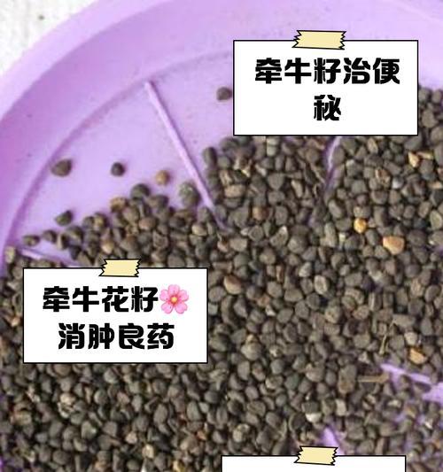 牵牛花种子发芽时间详解（探究牵牛花种子发芽的时间、条件以及方法）-第2张图片-绿意生活