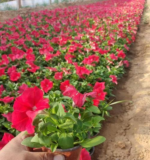 牵牛花种子发芽时间详解（探究牵牛花种子发芽的时间、条件以及方法）-第3张图片-绿意生活