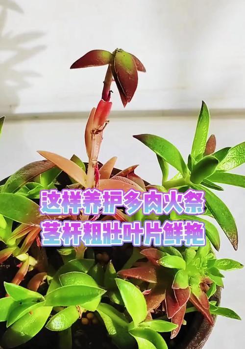 秋天火祭叶子变软的原因及解决方法（探究秋季叶子变软的因素以及保护叶子的有效措施）-第1张图片-绿意生活