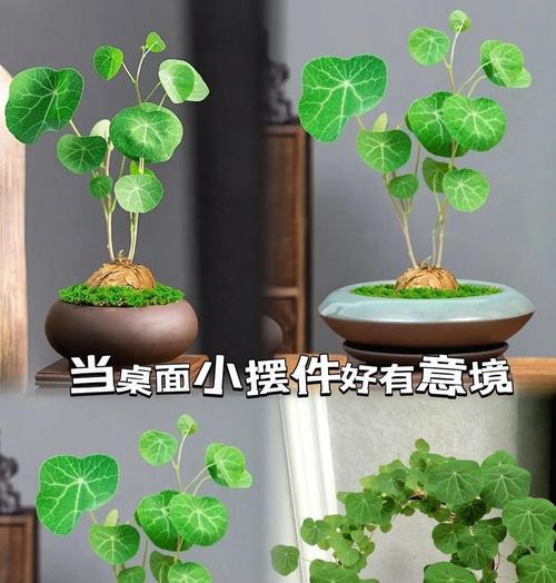 以爱之蔓建设绿色家园（守土有责，行动为本）-第3张图片-绿意生活