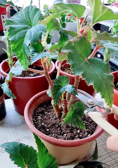 以玉堂花怎么养？（掌握关键养殖技巧，让你的玉堂花长势喜人。）-第1张图片-绿意生活