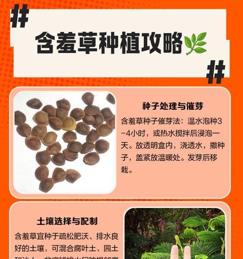 如何合理修剪过快生长的含羞草？（合理修剪方式、修剪时间、修剪频率、修剪工具的选择）-第1张图片-绿意生活