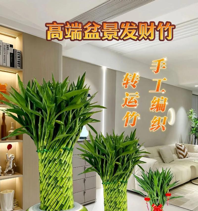 家里室内养竹子，好不好？——让竹子点缀你的家居生活-第1张图片-绿意生活