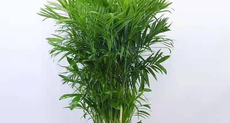 家里室内养竹子，好不好？——让竹子点缀你的家居生活-第3张图片-绿意生活