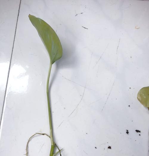 绿萝茎软了怎么办？救救萎靡的绿萝吧！（急救措施和养护建议让绿萝重获活力）-第2张图片-绿意生活